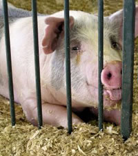 This happy pig produces lots of biomass . From www.sxc.hu