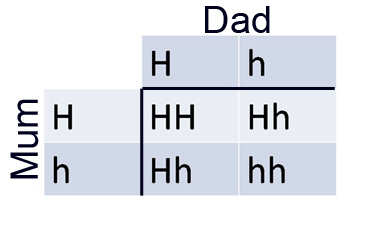 punnet square