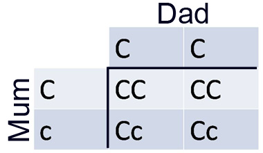 b1table2.jpg