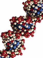 Part of a strand of DNA